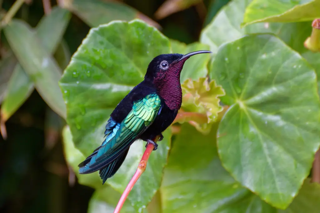紫喉蜂鸟(Eulampis jugularis)