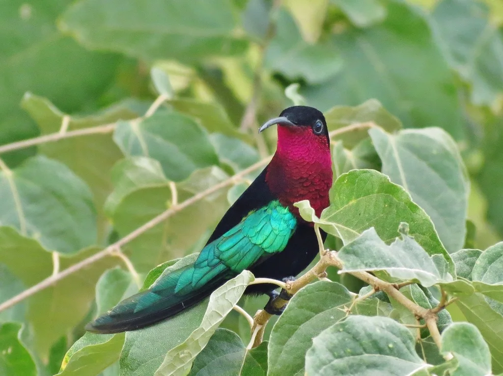紫喉蜂鸟(Eulampis jugularis)