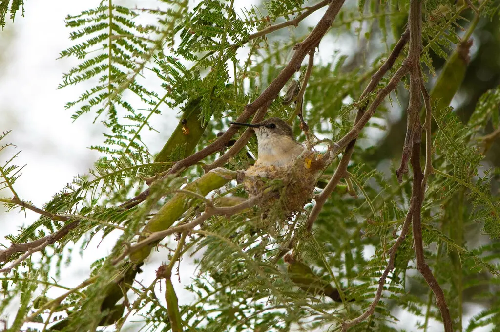 智利蜂鸟(Eulidia yarrellii)