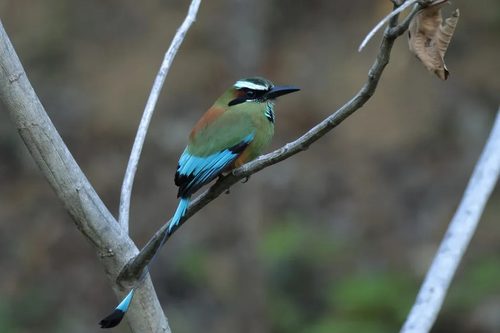 绿眉翠鴗(Eumomota superciliosa)