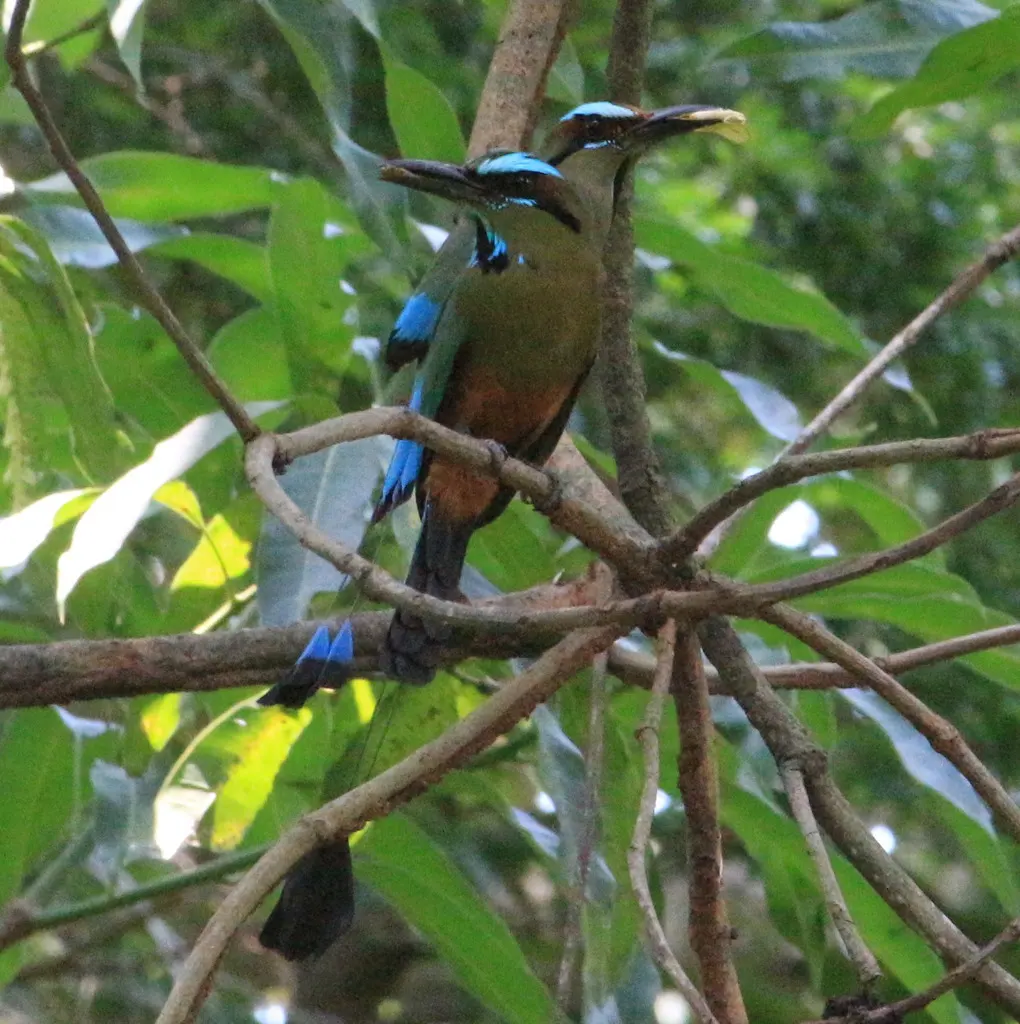 绿眉翠鴗(Eumomota superciliosa)