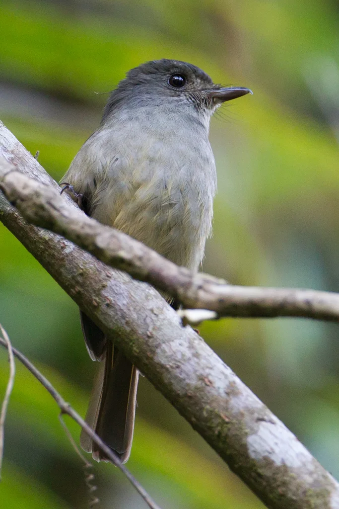 山氏仙鹟(Eumyias sanfordi)