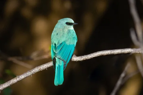 铜蓝鹟