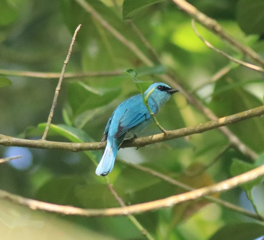铜蓝鹟(Eumyias thalassinus)