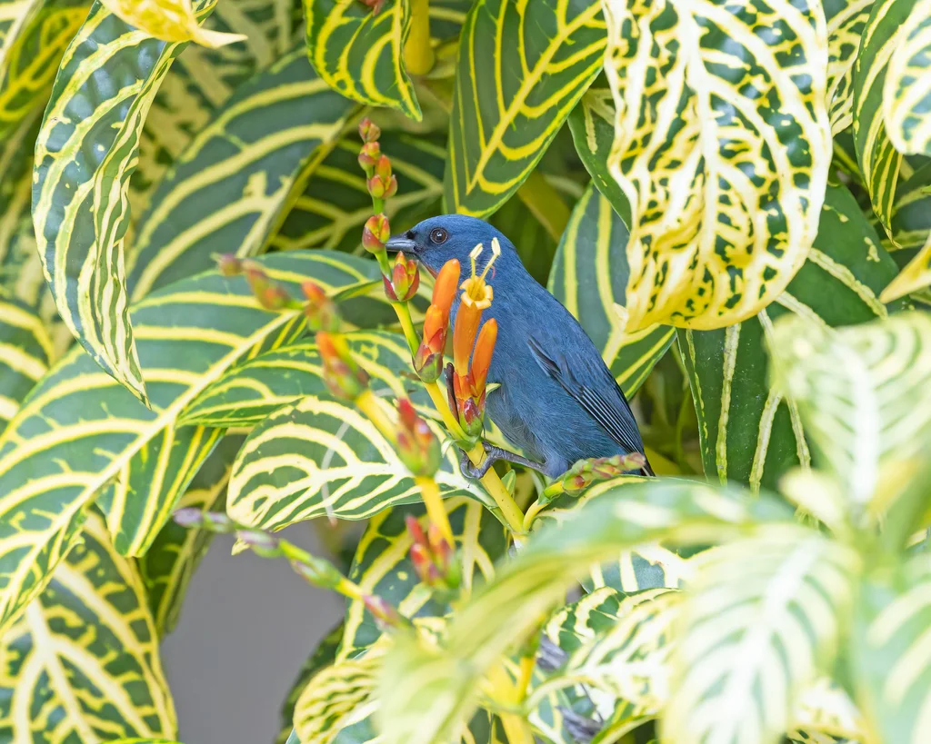 橙喉雀(Euneornis campestris)