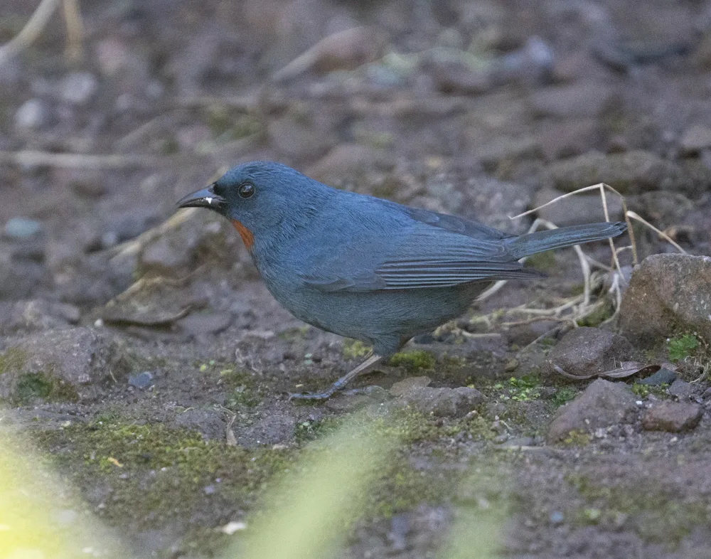 橙喉雀(Euneornis campestris)