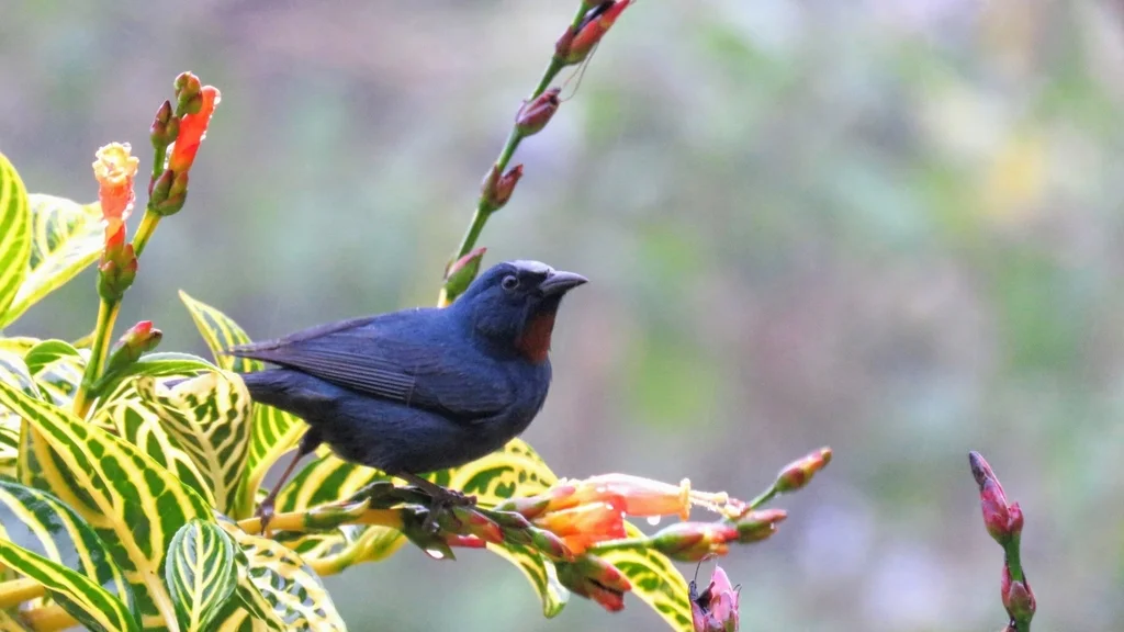 橙喉雀(Euneornis campestris)