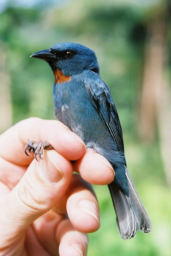橙喉雀(Euneornis campestris)