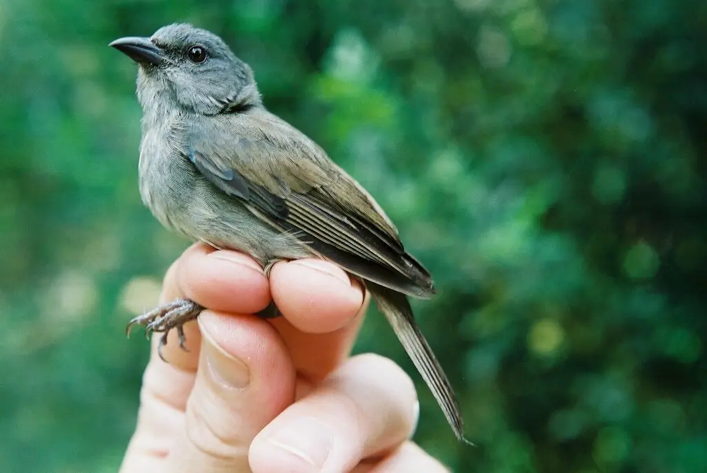 橙喉雀(Euneornis campestris)