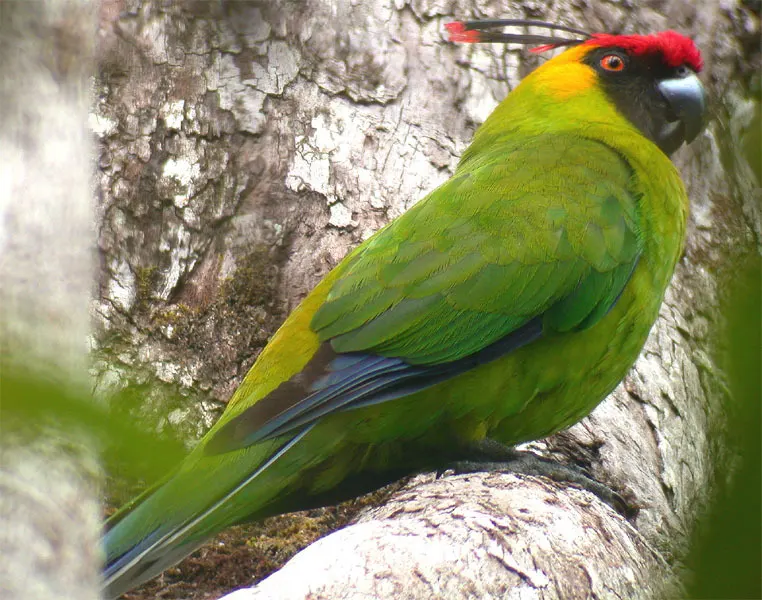 翎冠鹦鹉(Eunymphicus cornutus)