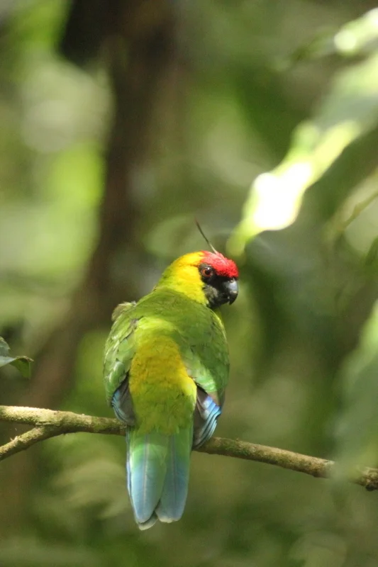 翎冠鹦鹉(Eunymphicus cornutus)
