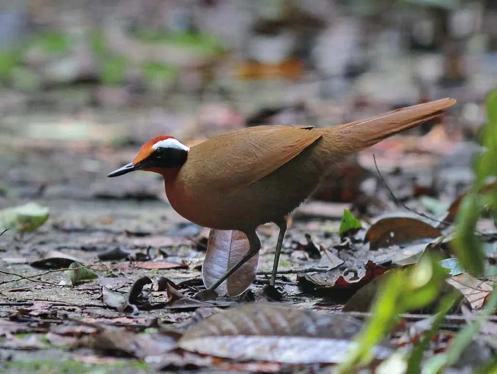 白眉长颈鸫(Eupetes macrocerus)