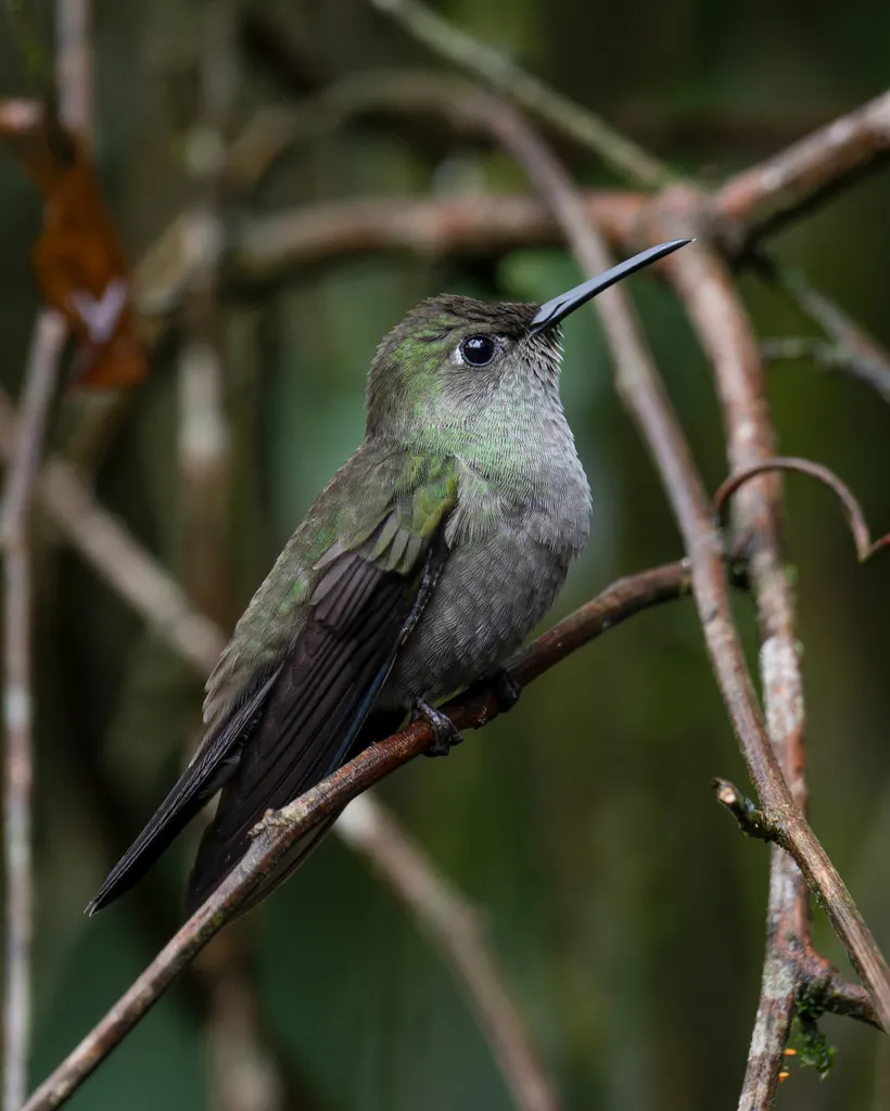 暗色刀翅蜂鸟(Eupetomena cirrochloris)