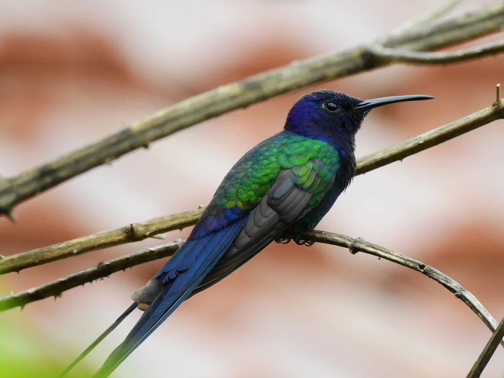 燕尾刀翅蜂鸟(Eupetomena macroura)