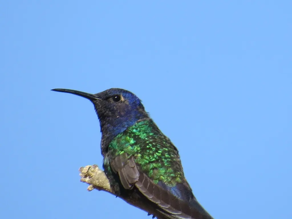 燕尾刀翅蜂鸟(Eupetomena macroura)