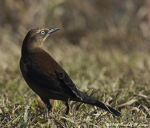 锈色黑鹂(Euphagus carolinus)