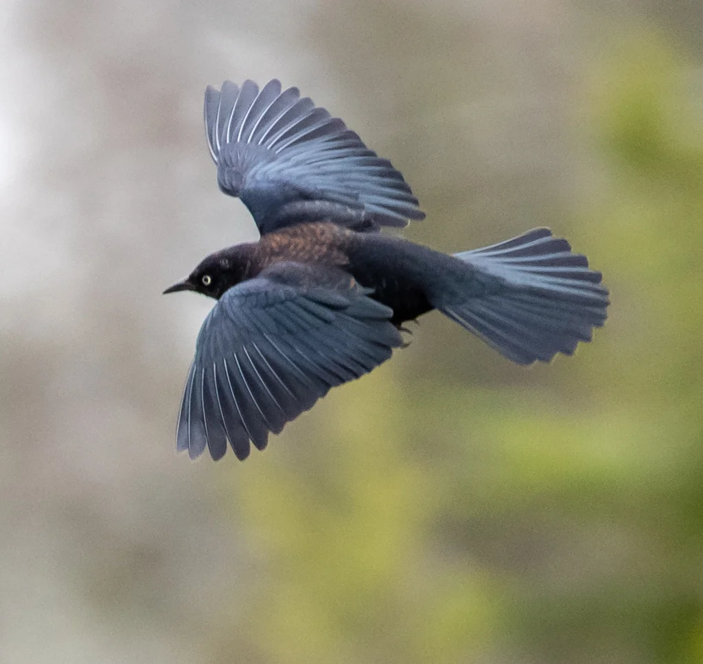 锈色黑鹂(Euphagus carolinus)