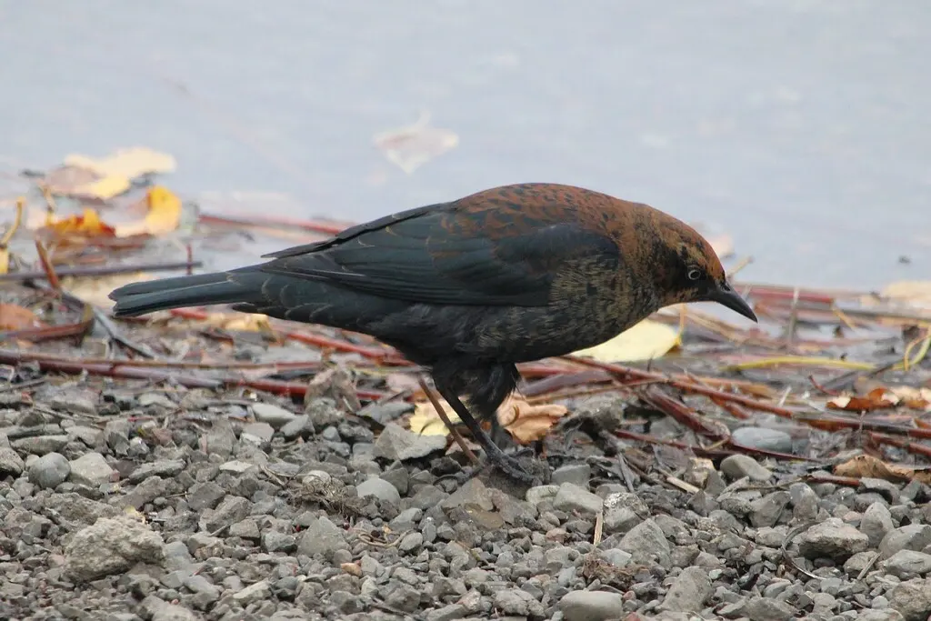 锈色黑鹂(Euphagus carolinus)