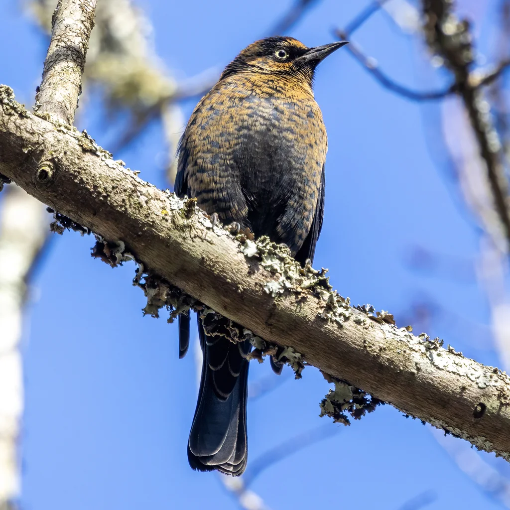 锈色黑鹂(Euphagus carolinus)