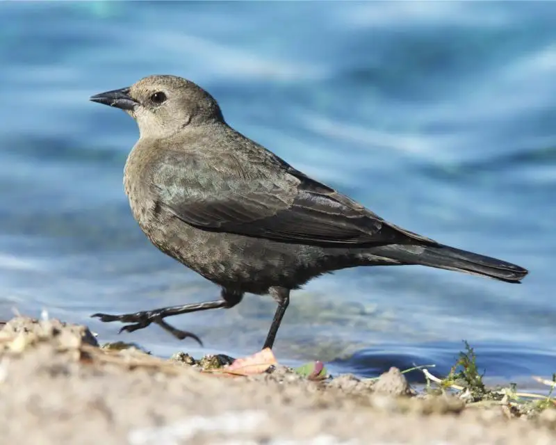 蓝头黑鹂(Euphagus cyanocephalus)