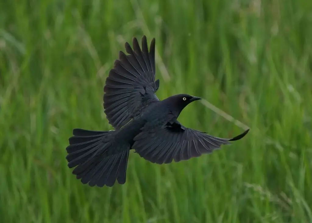 蓝头黑鹂(Euphagus cyanocephalus)