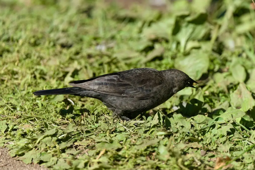 蓝头黑鹂(Euphagus cyanocephalus)