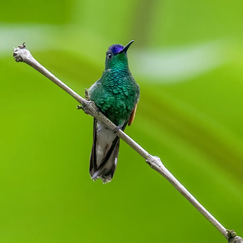 蓝顶蜂鸟(Eupherusa cyanophrys)