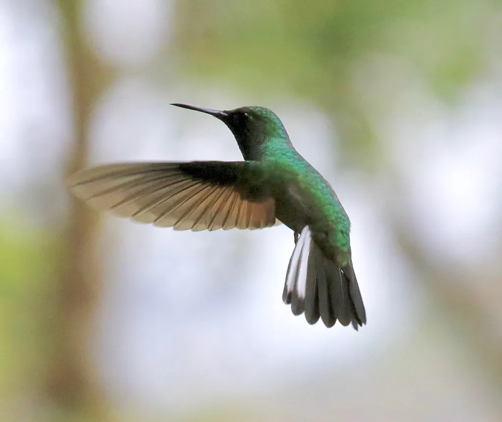 纹尾蜂鸟(Eupherusa eximia)