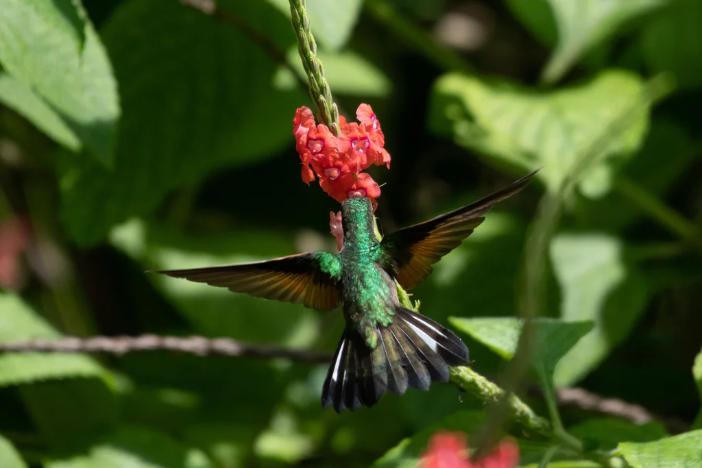 纹尾蜂鸟(Eupherusa eximia)