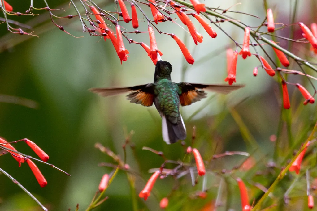 黑腹蜂鸟(Eupherusa nigriventris)