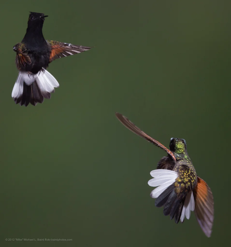 黑腹蜂鸟(Eupherusa nigriventris)