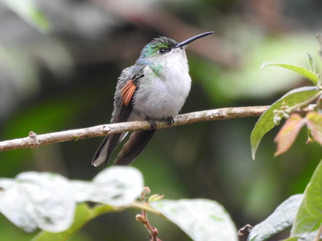白尾蜂鸟(Eupherusa poliocerca)