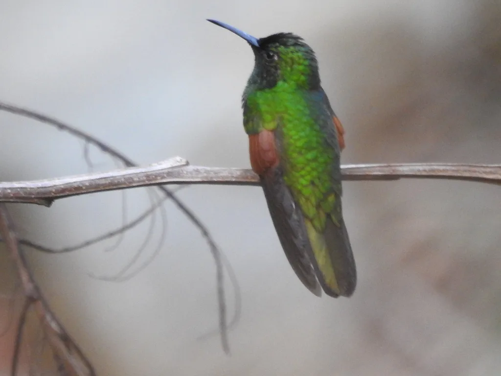 白尾蜂鸟(Eupherusa poliocerca)