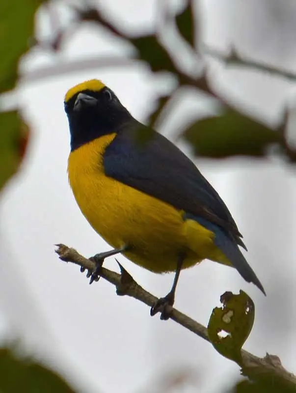 薮歌雀(Euphonia affinis)