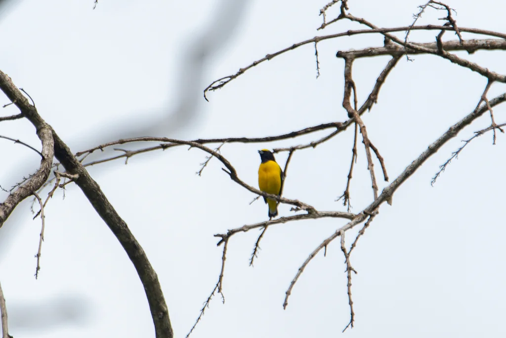 薮歌雀(Euphonia affinis)