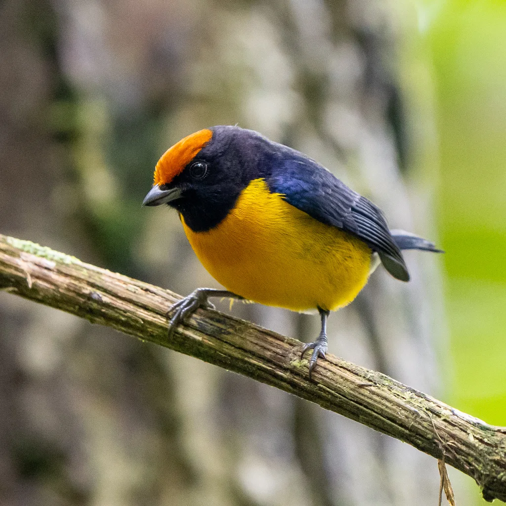 黄顶歌雀(Euphonia anneae)