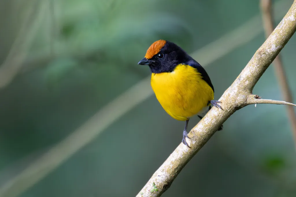 黄顶歌雀(Euphonia anneae)