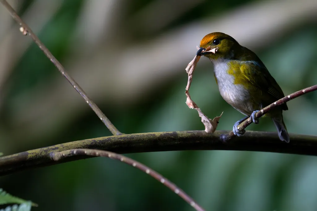 黄顶歌雀(Euphonia anneae)