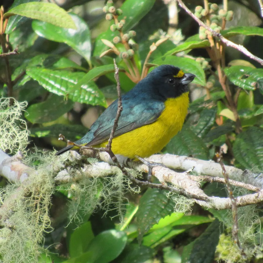 绿喉歌雀(Euphonia chalybea)
