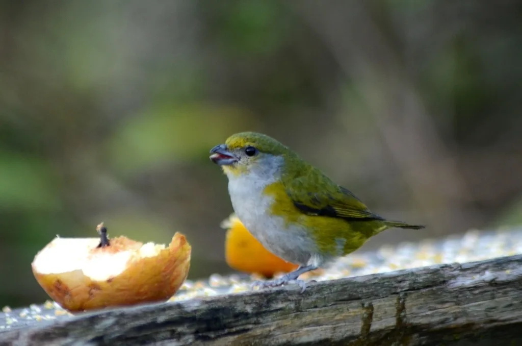 绿喉歌雀(Euphonia chalybea)