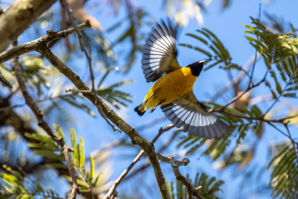 紫喉歌雀(Euphonia chlorotica)