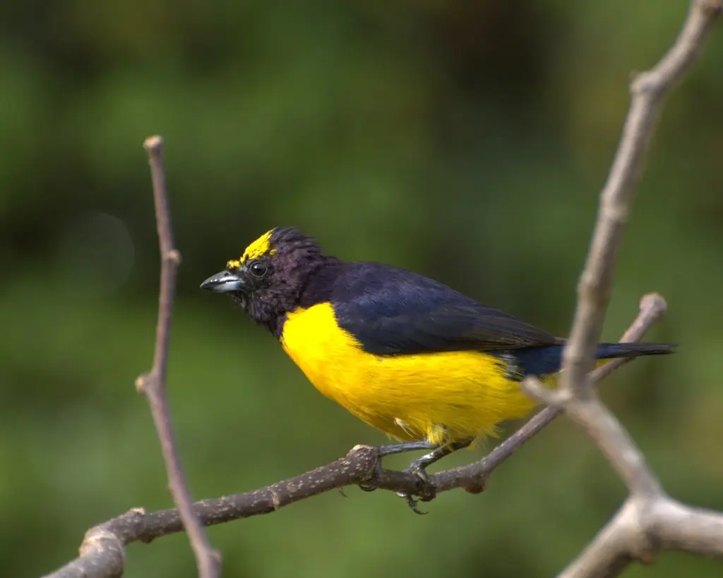 紫喉歌雀(Euphonia chlorotica)