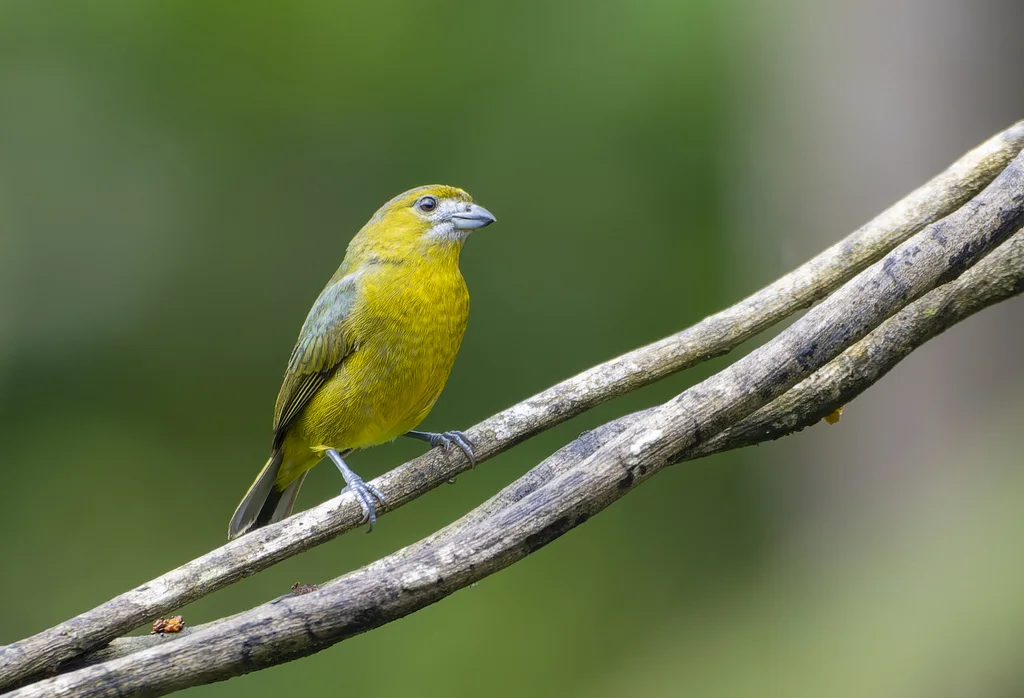 金腹歌雀(Euphonia chrysopasta)