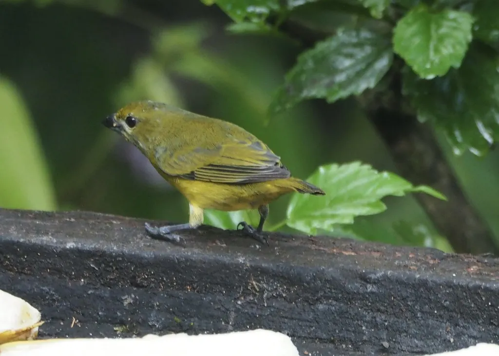 金腹歌雀(Euphonia chrysopasta)