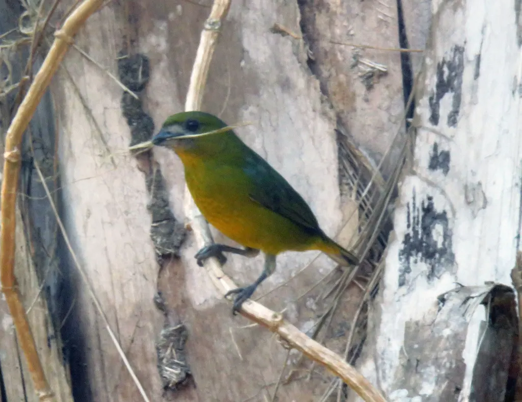 金腹歌雀(Euphonia chrysopasta)