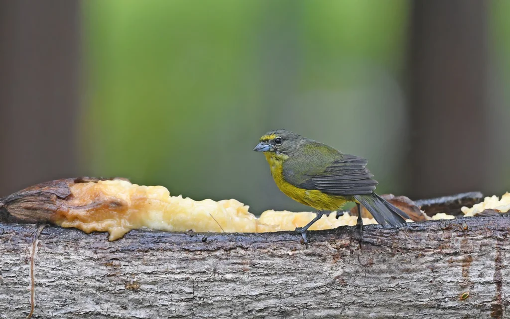 绒额歌雀(Euphonia concinna)