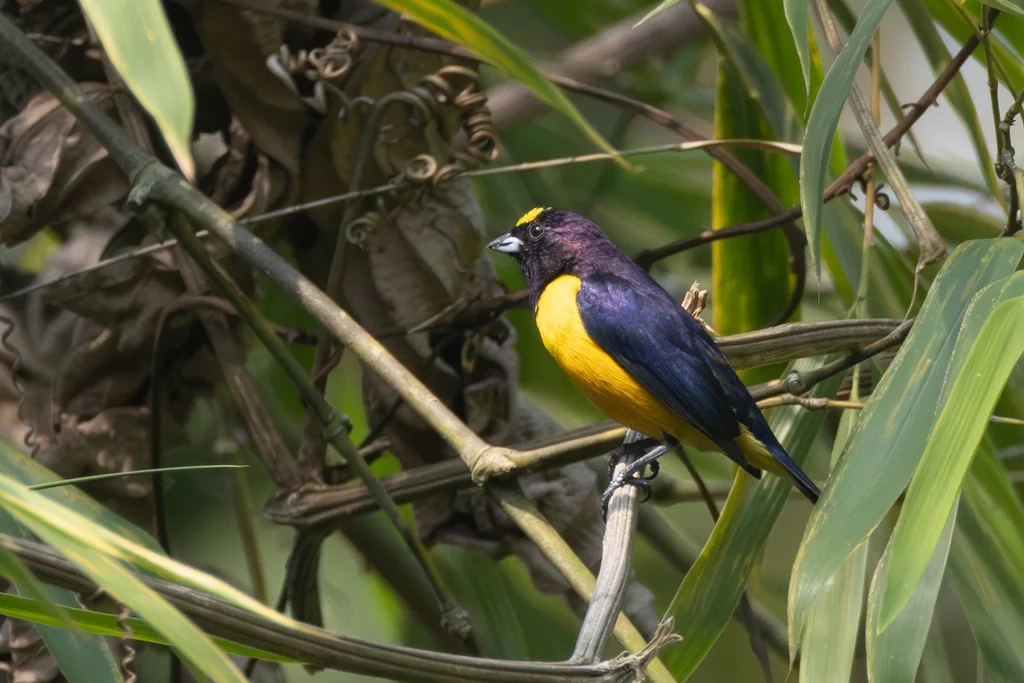 绒额歌雀(Euphonia concinna)