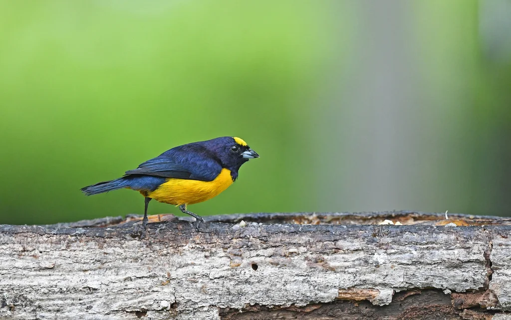 绒额歌雀(Euphonia concinna)