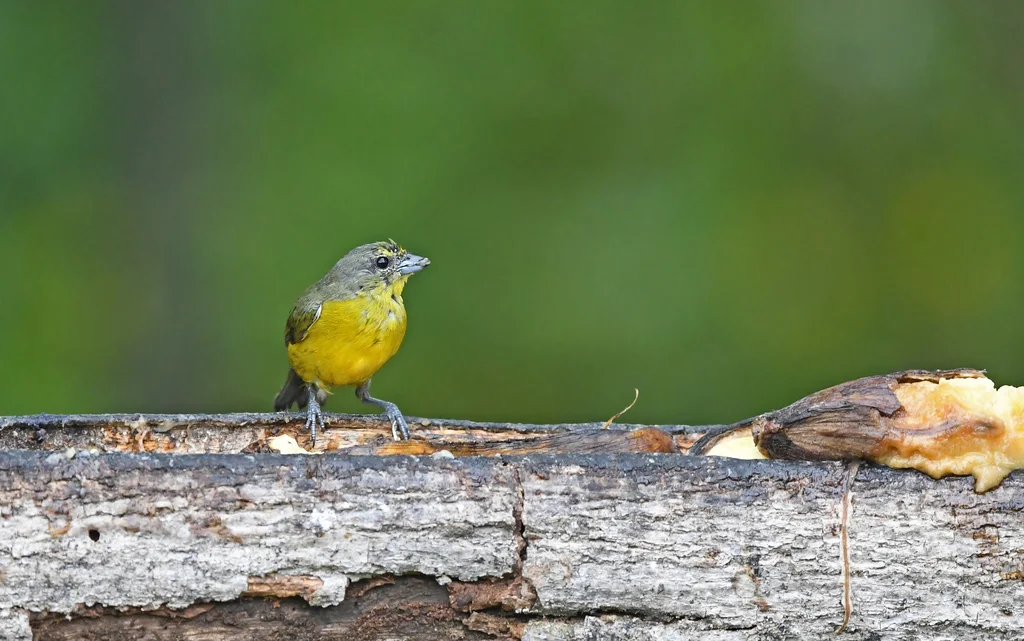绒额歌雀(Euphonia concinna)