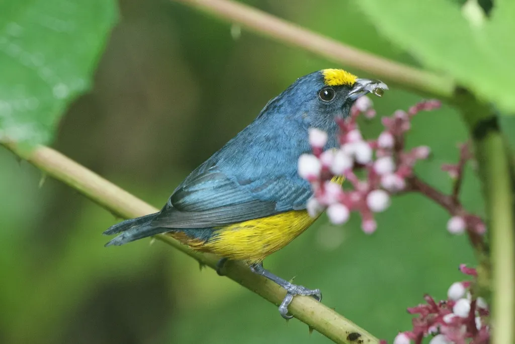 褐臀歌雀(Euphonia fulvicrissa)